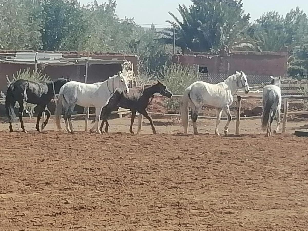 Dar Alfourssane Ferme D'Hote Hotel Ouarzazate Eksteriør billede