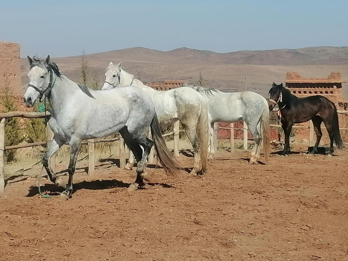 Dar Alfourssane Ferme D'Hote Ouarzazate Eksteriør billede