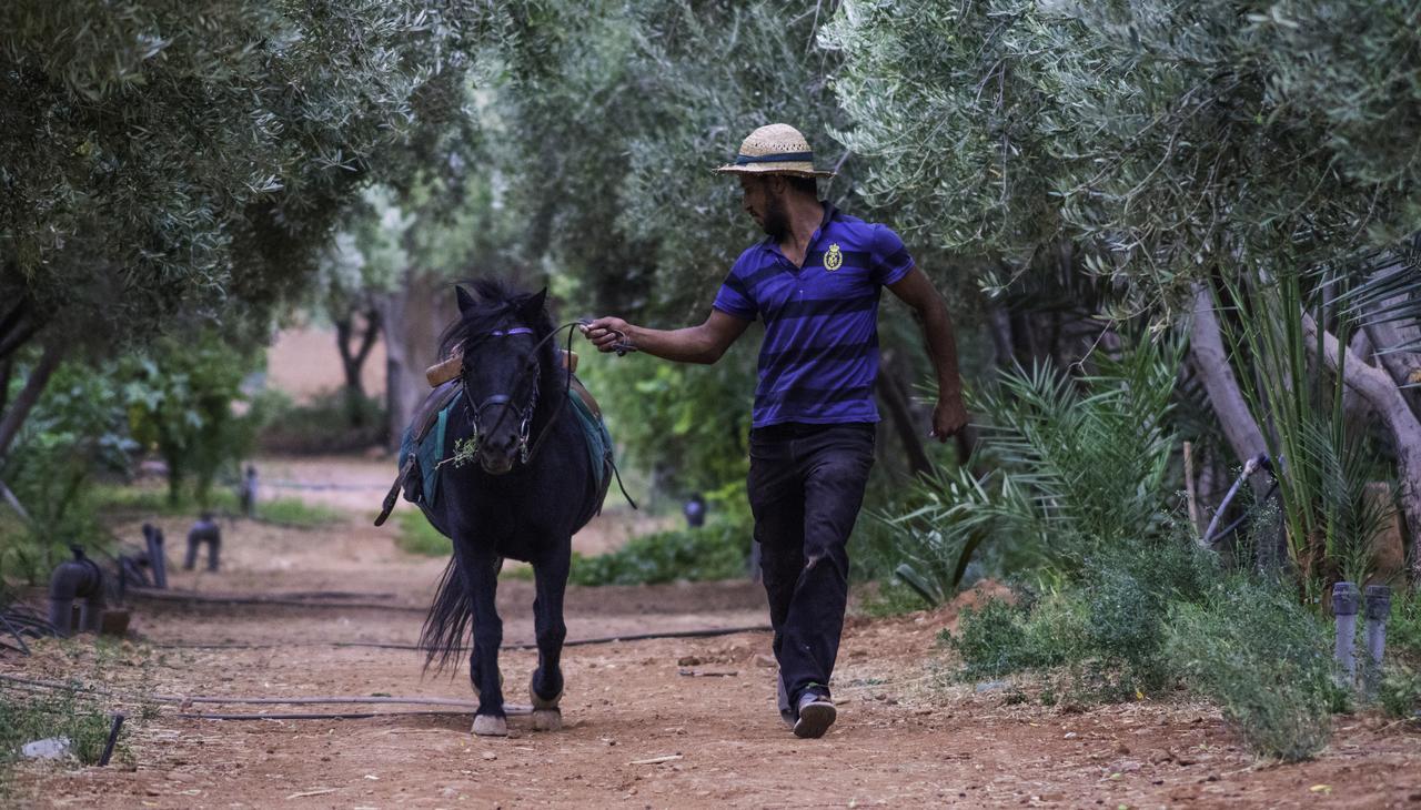 Dar Alfourssane Ferme D'Hote Ouarzazate Eksteriør billede