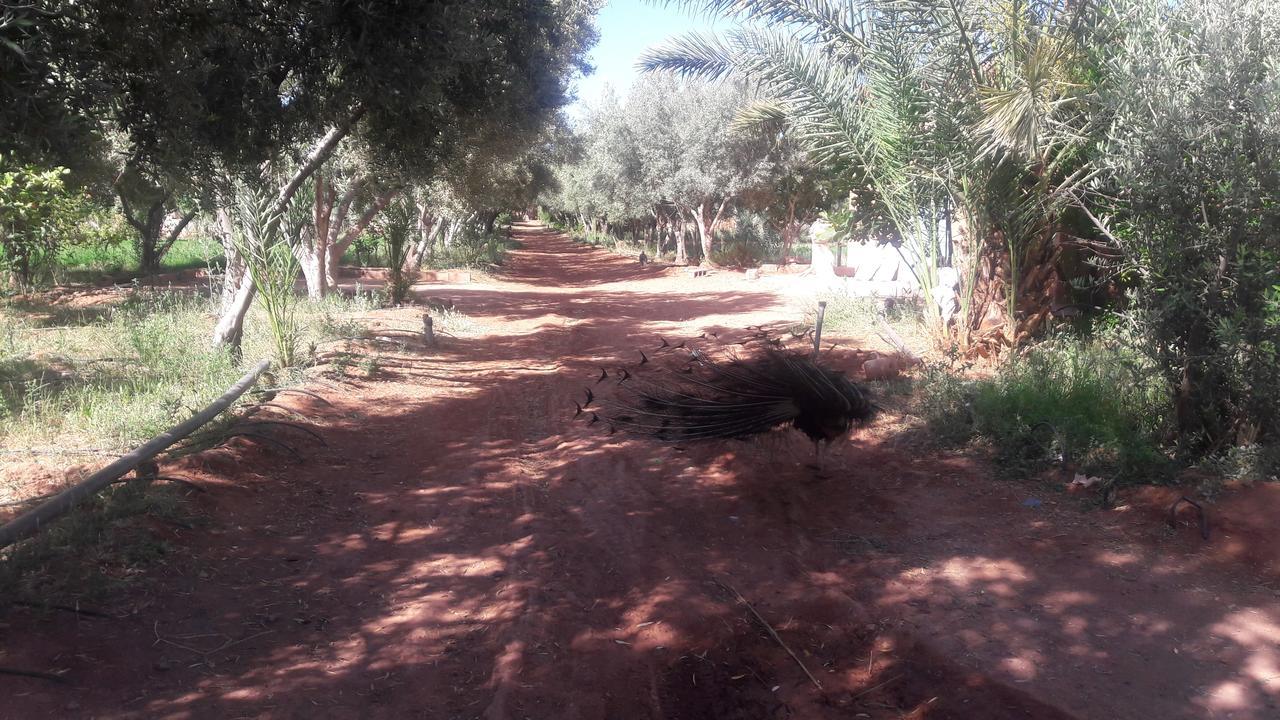 Dar Alfourssane Ferme D'Hote Ouarzazate Eksteriør billede