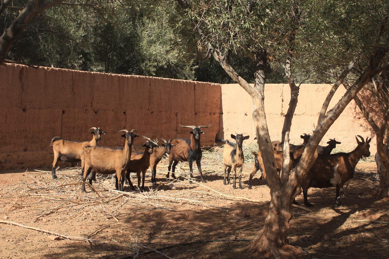 Dar Alfourssane Ferme D'Hote Hotel Ouarzazate Eksteriør billede