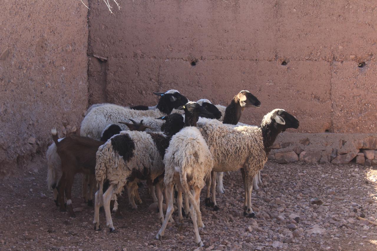 Dar Alfourssane Ferme D'Hote Ouarzazate Eksteriør billede